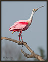 Roseate Spoonbill 6168